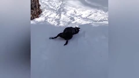 Dog Slides Down A Snowy Hill