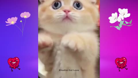 Best Funny Cats Videos - Funny Animals Videos 2024