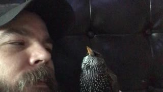 A European Starling Talking to his Dad
