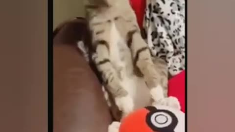 Funny Animal Videos Part 2