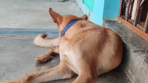 Dog,, my dog Pyara ghar ka,, my cute dog Sabse Pyara my ghar ka sadasya