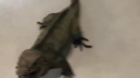 Rhino Iguana Roams the Halls