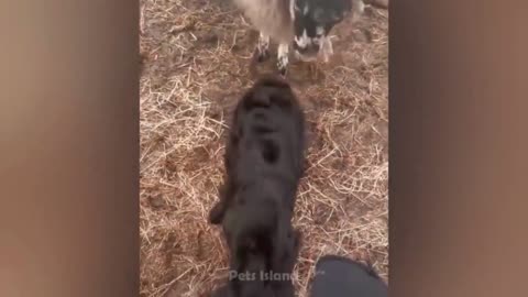 😂 Derpy Cats & Dogs Compilation 😂