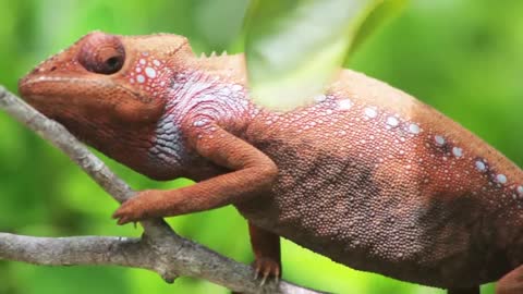 Awesome Chameleon change color || Nature's Beauty