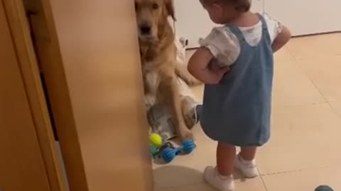 Dog Gets Scolded For His Crimes