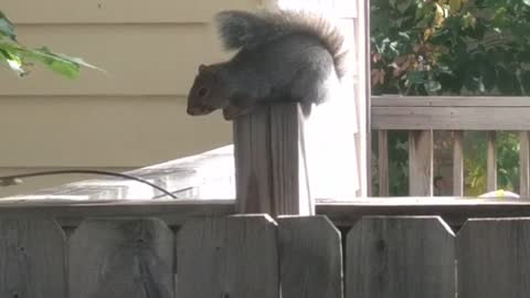 Music squirrel sits on a wooden fence