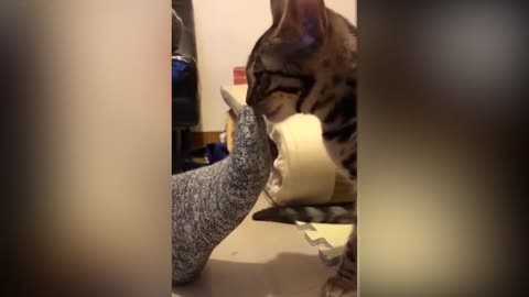 Tiktok Cute Cat Funny Video Compilation 2021