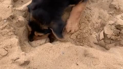 Cute little puppy buries his doggy bag