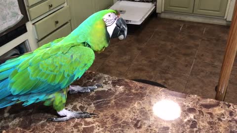 Parrot not interested in toy, tosses it onto the floor