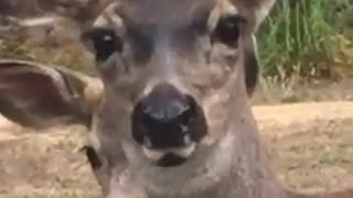 Deer staring at camera without moving