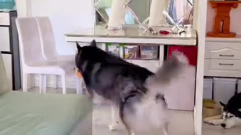 Dog Funny Video