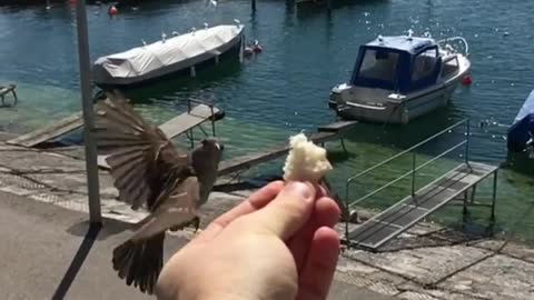 Bird Eats From A Human's Hand In A Slow Motion