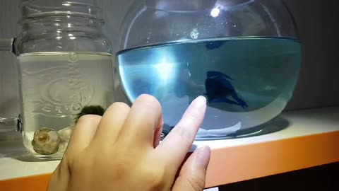 fish, my companion