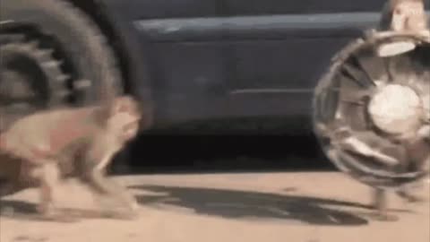 Monkey funny video