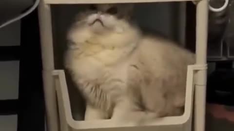 Funy cat videos