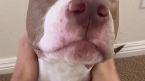 Adorable pup gets a massage
