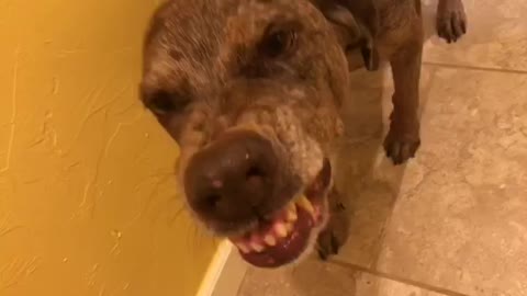 Adorable Guilty Dog Can't Keep A Straight Face