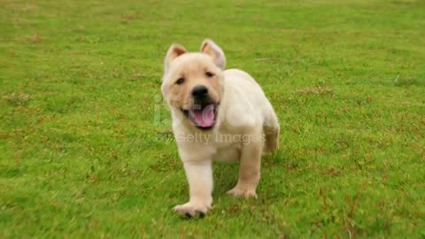 Laughing Running puppy