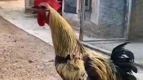 The cock has wasted his time in order to wake his master up in the morning