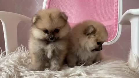 Cute Dog Video baby dog Video