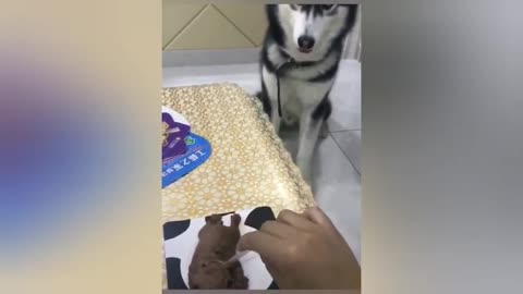 Dog Cake Reaction Compilation Top Funniest Videos