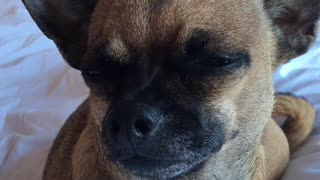 Chihuahua moans to keep herself awake