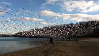 10,000 Snow Geese Taking Off Together