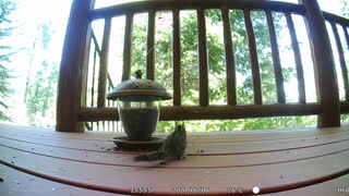 Chipmunk Eating on Deck!