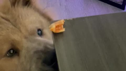 Puppy Dog Struggles To Snatch Pizza Roll From Table