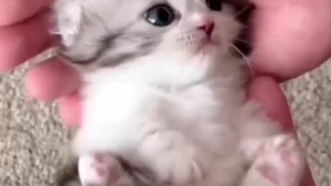 Sweet baby beautifull cat