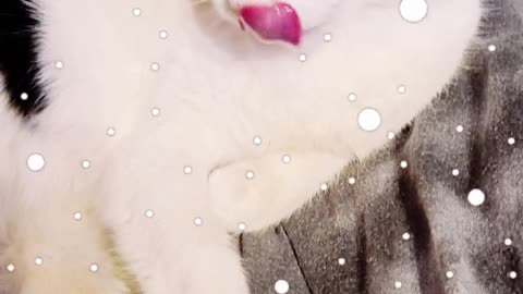 Snow cat fun app 1