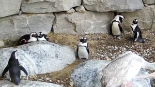 Weird Penguins Trying to Eat Eachtother at the Zoo