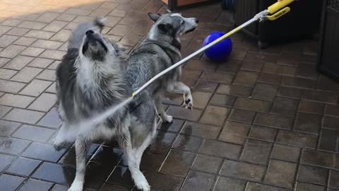 Two Silly Dogs Won't Let The Owners Use The Hose