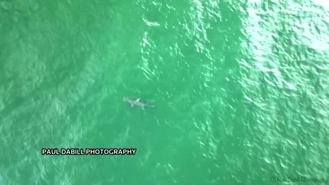Hammerhead shark spotted off Florida's coast