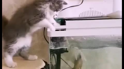 Funny cat and fish