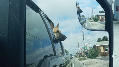 LOKi the German Sheperd Riding in the Truck