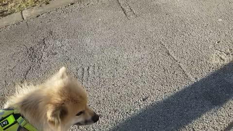 Dog found bone. Eats candy without dropping it