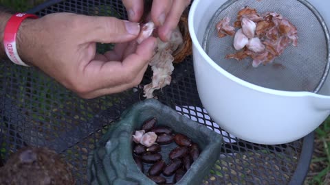 Growing Chocolate Trees in Florida - Germinating Cacao seeds - How to plant cacao seeds