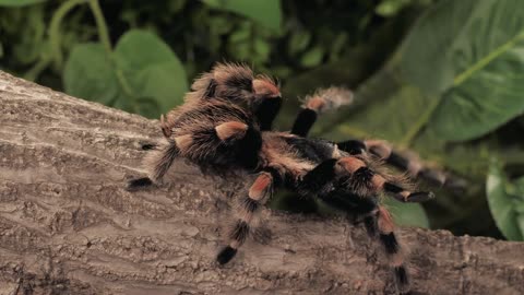 World's Most Venomous Spiders - Black and orange tarantula