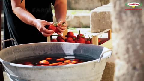 Italian Cherry Tomatoes