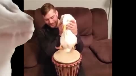 Cat Vibing While Duck Playing Drums With Feet (Ievan Polkka Duckstep Meme)