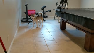 Husky loves to play with ball from foosball table