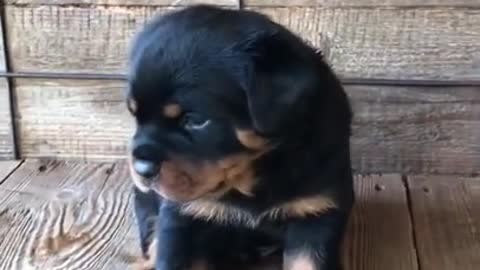 ROTTWEILLER CUTE PUPPY