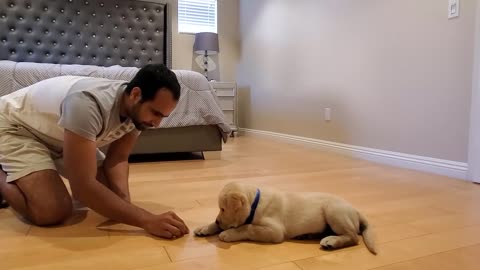 Dog Puppy Learning..