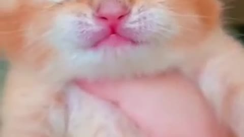 Baby cat crying