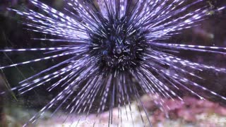 Sea Urchin Walks On Glass
