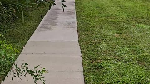 White Ibis birds in Florida and God's creation of beautiful children. 12/27/23