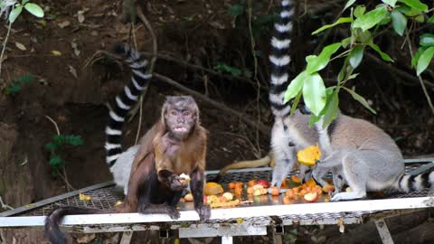 Lemurs and monkeys eat fruit