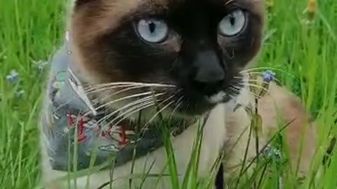 cute cat in the middle of the flower