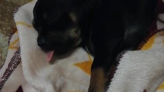 Funny little dachshund dog sleeps and moves his tongue funny